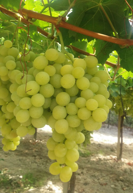 Uva da tavola di Canicattì Uva da tavola di Canicattì